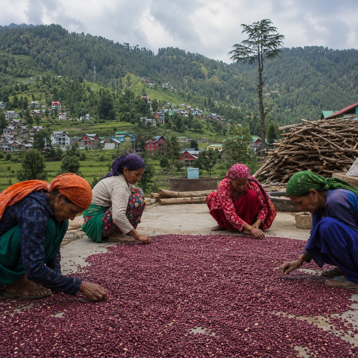 Women farmers of Bhaderwah sorting GI-tagged Rajma under the open Himalayan sky